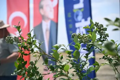 İpsala'da 150 bin yaban mersini dikilecek