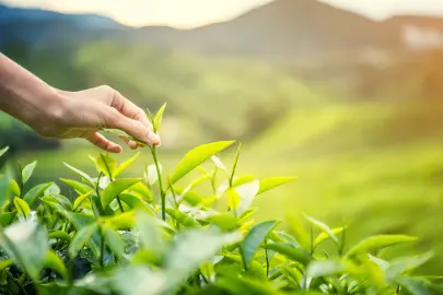 Karadeniz'de yeni sezonun ilk hasadı
