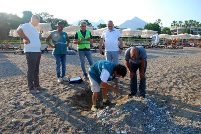 Kemer sahillerinde tespit edilen 38 deniz kaplumbağası yuvası korumaya alındı