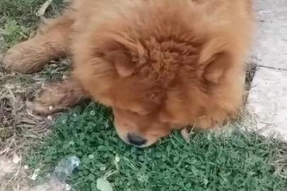 Köpeğin eziyet sonucu öldüğü iddiasına ilişkin 1 gözaltı