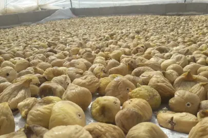 Türk kuru incirinin ihracat yolculuğu başlıyor... Uzakdoğu kuru incirimizi çok sevdi